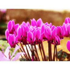 Sıklamen Siklamen Çiçeği Büyük Çiçekli Cyclamen 10-15 Cm Çapı