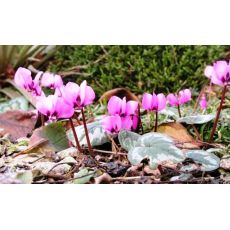 Sıklamen Siklamen Çiçeği Büyük Çiçekli Cyclamen 10-15 Cm Çapı