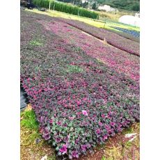 Süs Lahanası Kasada 48 Adet Fiyatımızdır Brassica oleracea acephala