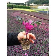 Süs Lahanası Kasada 48 Adet Fiyatımızdır Brassica oleracea acephala