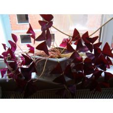 Süs Yoncası Uyku Çiçeği Oxalis Triangularis