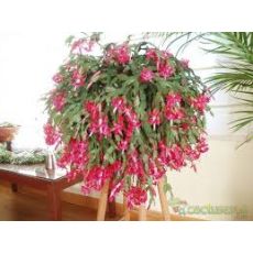 Yılbaşı Çiçeği Yılbaşı Kaktüsü Noel Çiçeği Schlumbergera 10-15 Cm