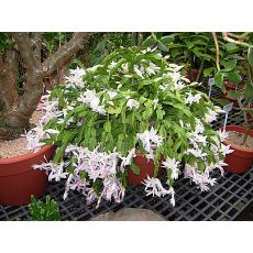 Yılbaşı Çiçeği Yılbaşı Kaktüsü Noel Çiçeği Schlumbergera