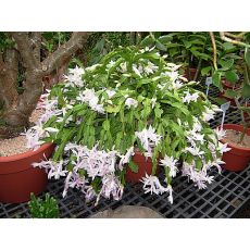 Yılbaşı Çiçeği Kırmızı Çiçekli Yılbaşı Kaktüsü Noel Çiçeği Schlumbergera 5-8 Cm