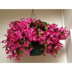 Yılbaşı Çiçeği Yılbaşı Kaktüsü Noel Çiçeği İthal Schlumbergera 