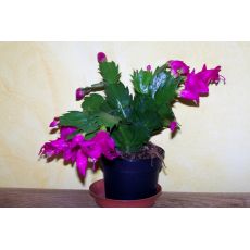 Yılbaşı Çiçeği Yılbaşı Kaktüsü Noel Çiçeği Schlumbergera