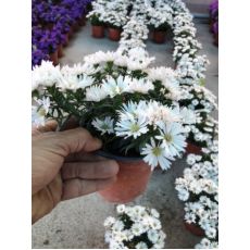 Aster Çiçeği Bitkisi 15-25 Cm