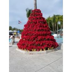 Atatürk Çiçeği poinsettia 25-35 Cm