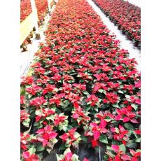 Atatürk Çiçeği Kırmızı poinsettia 20-25 Cm