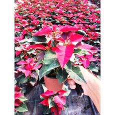 Atatürk Çiçeği Kırmızı poinsettia 15-20 Cm