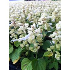 Ateş Çiçeği Beyaz Çiçekli Salvia Splendens 45 Adet Fiyatımızdır