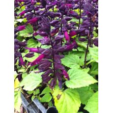 Ateş Çiçeği Bordo Çiçekli Salvia Splendens 45 Adet Fiyatımızdır