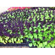 Ateş Çiçeği Bordo Çiçekli Salvia Splendens 45 Adet Fiyatımızdır