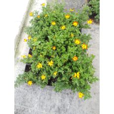 Bidens Çiçeği Sarı Çiçekli 45 Adet Fiyatımızdır