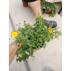 Bidens Çiçeği Sarı Çiçekli Saksıda 1 Adet Fiyatımızdır