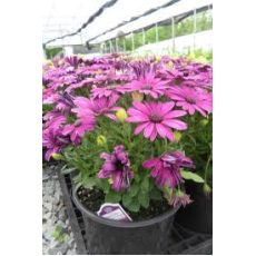 Bodrum Papatyası Osteospermum 15-25 cm