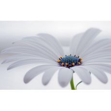 Bodrum Papatyası Osteospermum 15-25 cm