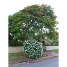 Bodrum Papatyası Osteospermum 15-25 cm
