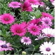 Bodrum Papatyası Osteospermum 15-25 cm