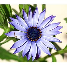 Bodrum Papatyası Osteospermum 15-25 cm