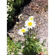 Çeşme Papatyası Çayır Çalı Papatyası Argyranthemum 20-25 Cm