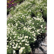 Çeşme Papatyası Çayır Çalı Papatyası Argyranthemum 20-25 Cm