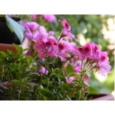 Ceylan Gözü Çiçeği 20-25 Cm