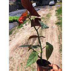Çilli Begonya Çiçeği 20-25 Cm