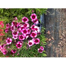 Karanfili Çiçeği Dianthus Alpinus Kasada 45 Adet Fiyaımızdır