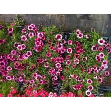 Karanfili Çiçeği Dianthus Alpinus Kasada 45 Adet Fiyaımızdır