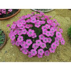 Çim Karanfili Alp Karanfili Dianthus Alpinus 