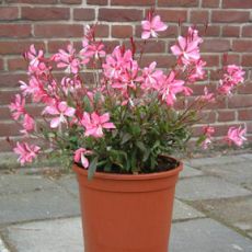 Gavura Çiçeği Gaura Lindheimeri 25-35 Cm