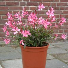 Gavura Çiçeği Gaura Lindheimeri 20-25 Cm