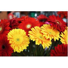 Gerbera Çiçeği Jerbera Çiçeği 20-30 Cm