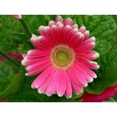 Gerbera Çiçeği Jerbera Çiçeği 20-30 Cm