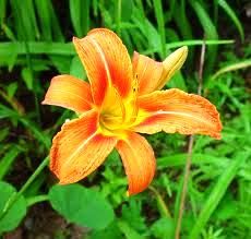 Gün Güzeli hemerocallis