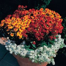 Hanım Çantası Çiçeği Calceolaria 20 cm Çapı