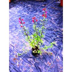 Haseki Küpesi Çiçeği 15-20 Cm