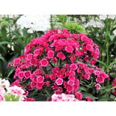 Hüsnü Yusuf Çiçeği Hüsnüyusuf Dianthus barbatus 15-20 Cm