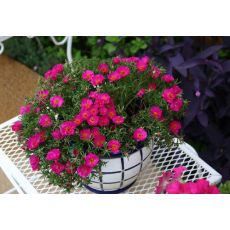 Kedi Tırnağı İpek Çiçeği Portulaca Grandiflora 45 Adet Fiyatımızdır