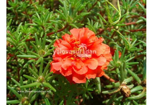 Kedi Tirnagi Ipek Cicegi Portulaca Grandiflora 45 Adet Fiyatimizdir