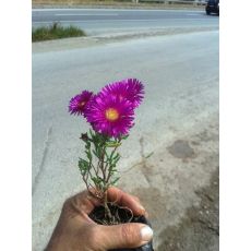 İzmir Güzeli Çiçeği Kasada 45 Adet Fiyatımızdır