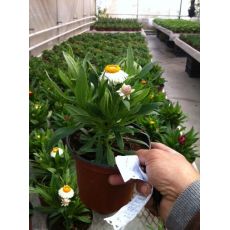 Kağıt Çiçeği Helichrysum Bracteatum 20 Cm Çapı