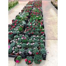 Karanfil Çiçeği Kokulu Dianthus caryophyllus 15-20 Cm Çapı