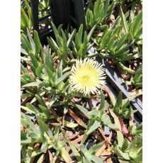 Kazayağı Çiçeği Fidanı Sarı Çiçekli Carpobrotus Acinaciformis 45 Adet Fiyatımızdır