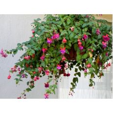 Küpeli Çiçeği Fuchsia Askılı Saksıda
