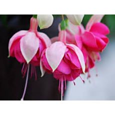 Küpeli Çiçeği Fuchsia  Saksıda 15-20 Cm Çapında