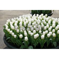 Lale Çiçeği Tulipa 5 Adet Fiyatıdır