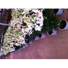 Zambak Lilyum Çiçeği Beyaz Çiçekli Kokulu