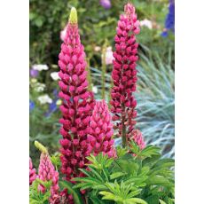 Lupinus Acı Bakla Çiçeği